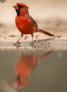 cardinal